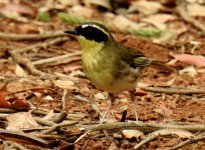 BF Yellow-throated Scrubwren thread.jpg