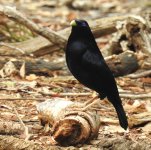 BF Satin Bowerbird bf.jpg