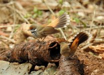 BF Rufous Fantail thread.jpg