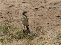 Grassland Pipit 1.jpg