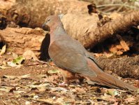 BF Brown Cuckoo-Dove thread.jpg