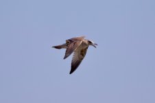 Mongolian Gull (1).jpg