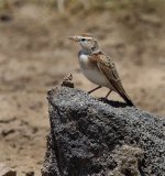 Red-capped Lark.jpg