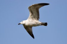 Mongolian Gull (2).jpg