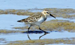 2017-11-19 - Dubai - Dunlin (3)B.jpg