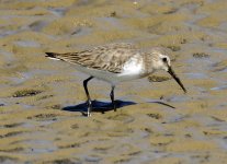 2017-11-19 - Dubai - Dunlin (16)A.jpg