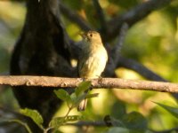 Yellow-Bellied Flycatcher.jpg