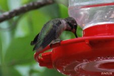 Copyright 2009 DNDJR UNK Hummingbird - At A Feeder Near Camby, Oregon.jpg