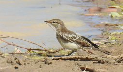 BF White-winged Triller female thread.jpg