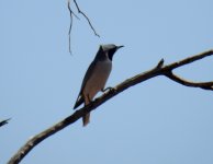 BF Masked Woodswallow thread.jpg