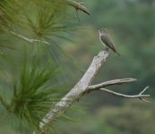 IMG_8956 Asian Brown Flycatcher @ Tai O.jpg