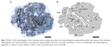 Fukuipteryx-1.jpg