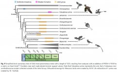 Fukuipteryx-3.jpg