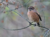 stonechat copy.JPG