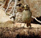 BF Regent Bowerbird female thread.jpg