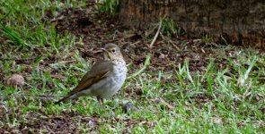 IMG_9086 Swainson's Thrush @ Bogota Botanic Gdns.jpg