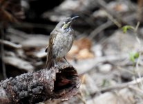 BF Yellow-faced Honeyeater thread.jpg