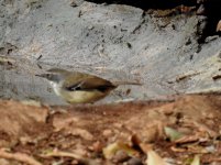 BF White-browed Scrubwren female thread.jpg