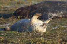 20191130 (5)_Grey_Seal.JPG