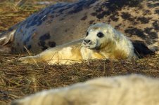 20191130 (23)_Grey_Seal.JPG