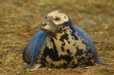 20191130 (37)_Grey_Seal.JPG