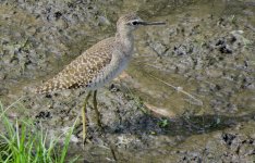 IMG_9019 Wood Sandpiper @ San Tin.jpg