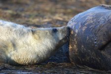 20191130 (45)_Grey_Seal.JPG