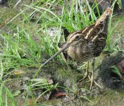 IMG_9021 Common Snipe @ San Tin.jpg