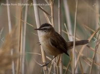 Moustached warbler (Acrocephalus melanopogon) Ntipi reedbed 141119 Stylianos Zannetos.JPG