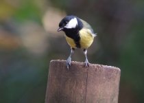 great-tit-0203.jpg