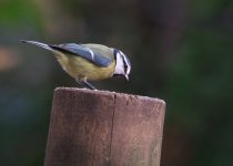 blue-tit-0224.jpg