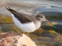 Common_sandpiper.jpg