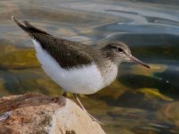 Common_sandpiper[1] copy.jpg