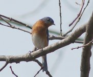 easternbluebird.jpg