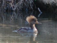 hoodedmerganser.jpg