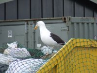 kelp gull 1.JPG