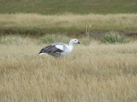 upland goose 2.JPG