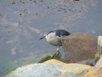 night heron 2.JPG