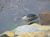 night heron 3.JPG