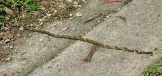 N1346 unknown snake 01.jpg