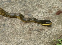 N1347 unknown Snake 2.JPG