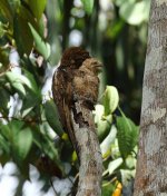 lt potoo with calling chick.jpg