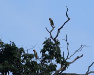 black headed parrots.jpg