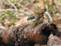 BF White-browed Scrubwren male thread.jpg