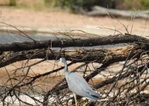 BF White-faced Heron thread.jpg