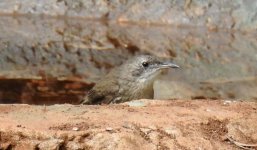 BF White-throated Treecreeper thread.jpg