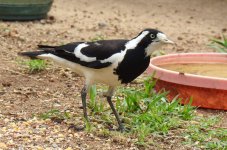 BF Magpie-Lark female thread.jpg