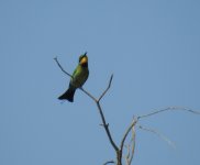 BF Rainbow Bee-eater thread.jpg