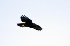 DSC09138 Short-tailed Hawk_29-08-18_Boquete Panama.jpg