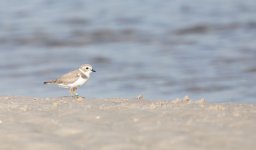 Plover.jpg